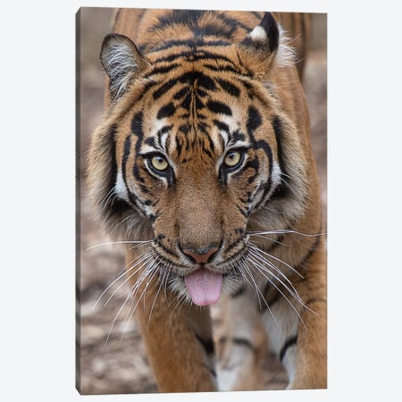 Indrah - Sumatran Tiger Canvas Print #DWH33} by David Whelan Canvas Art