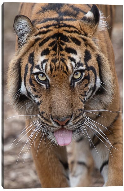Indrah - Sumatran Tiger Canvas Art Print - David Whelan