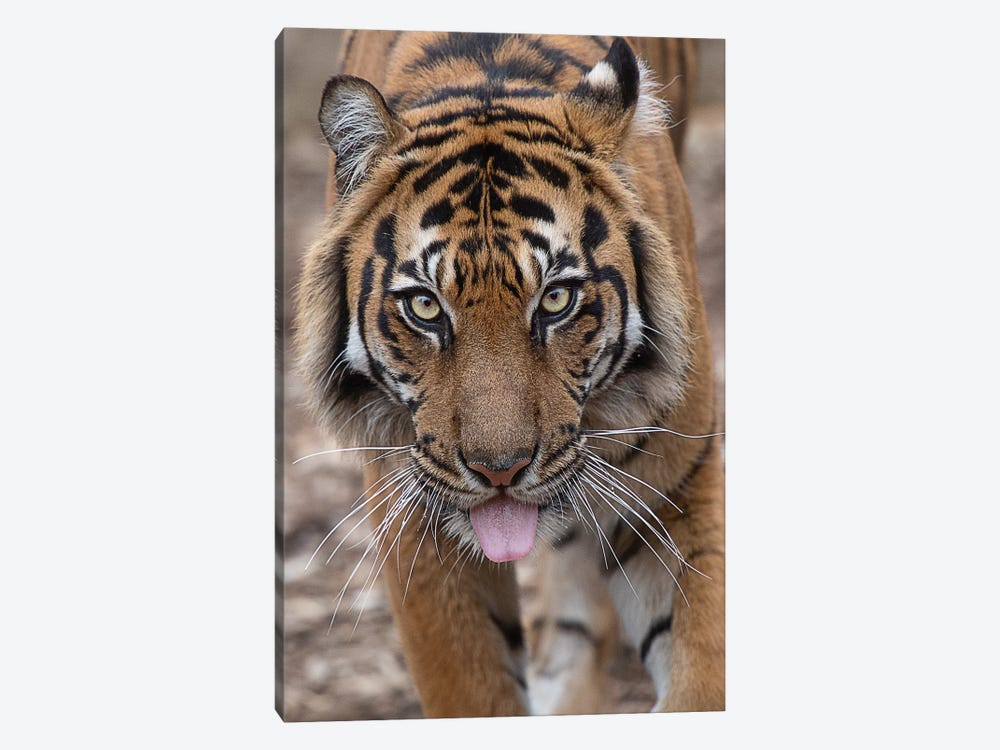 Indrah - Sumatran Tiger by David Whelan 1-piece Canvas Artwork