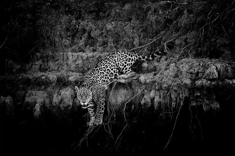 Jaguar On Cliff