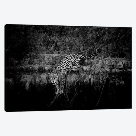 Jaguar On Cliff Canvas Print #DWH34} by David Whelan Canvas Print