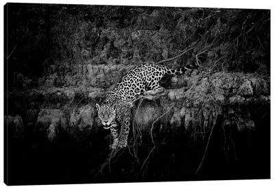 Jaguar On Cliff Canvas Art Print - David Whelan