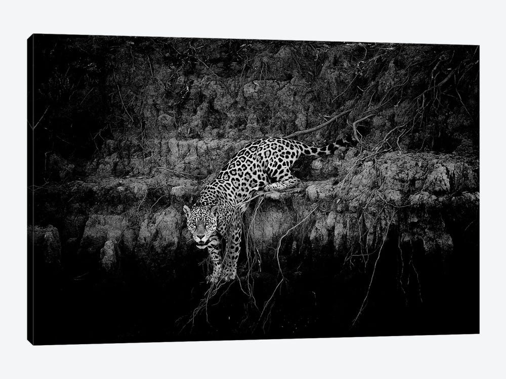 Jaguar On Cliff by David Whelan 1-piece Canvas Print
