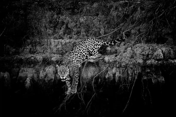 Jaguars: Jaguar On Cliff by David Whelan