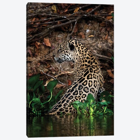 Jaguar Canvas Print #DWH35} by David Whelan Canvas Print
