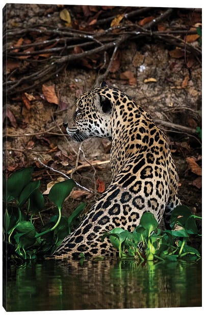 Jaguar Canvas Art Print - David Whelan