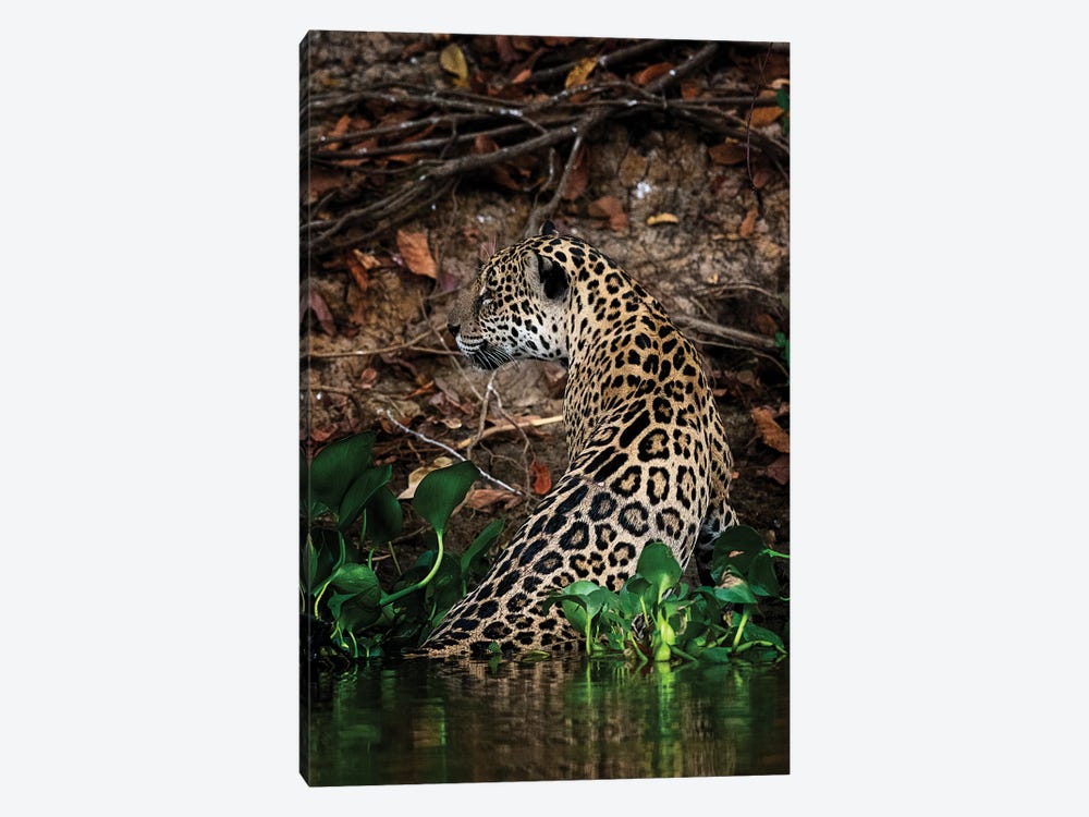 Jaguar by David Whelan 1-piece Canvas Wall Art