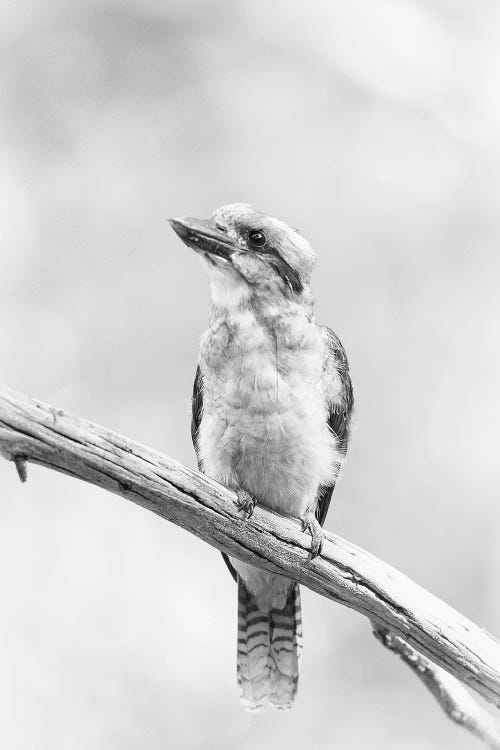 Kookaburra