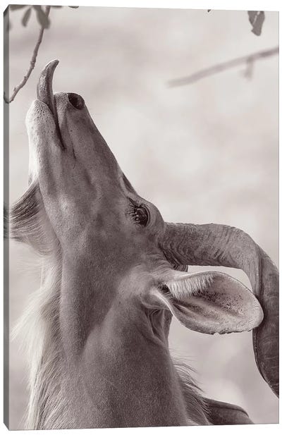 Kudo Canvas Art Print - Minimalist Wildlife Photography
