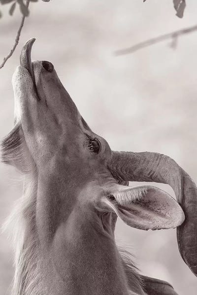 Minimalist Wildlife Photography: Kudo by David Whelan