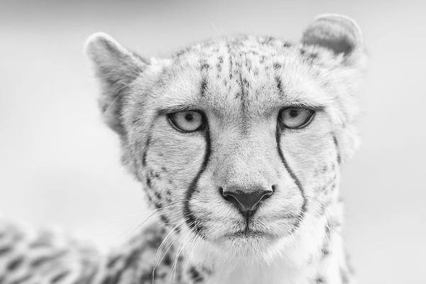 Cheetahs: Kulinda  by David Whelan
