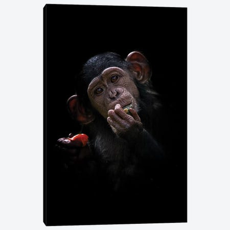 Baby Chimpanzee Canvas Print #DWH3} by David Whelan Canvas Print