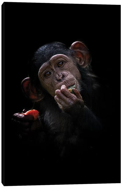 Baby Chimpanzee Canvas Art Print