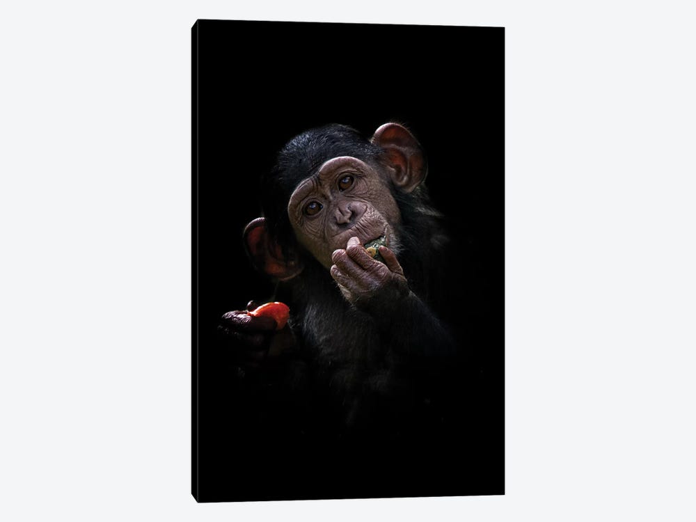 Baby Chimpanzee by David Whelan 1-piece Canvas Wall Art