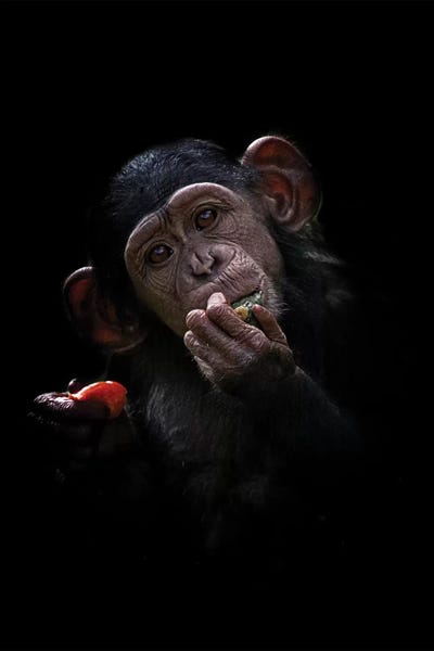 Chimpanzees: Baby Chimpanzee by David Whelan