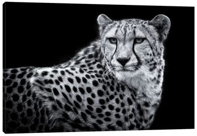 Kulinda In Black And White Canvas Art Print - Cheetah Art