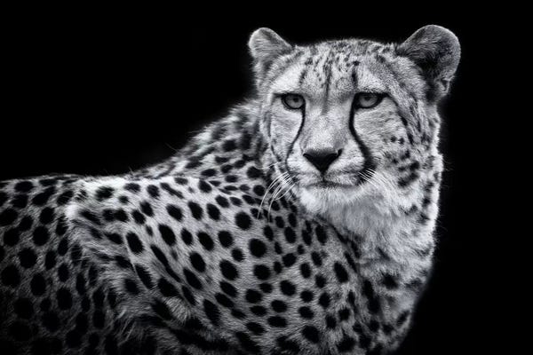Cheetahs: Kulinda In Black And White by David Whelan