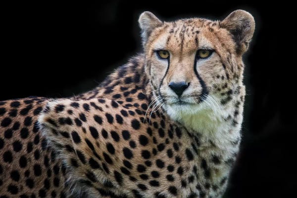 Cheetahs: Kulinda in Color by David Whelan