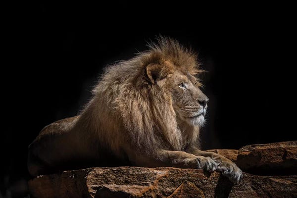 Minimalist Wildlife Photography: Lazarus by David Whelan