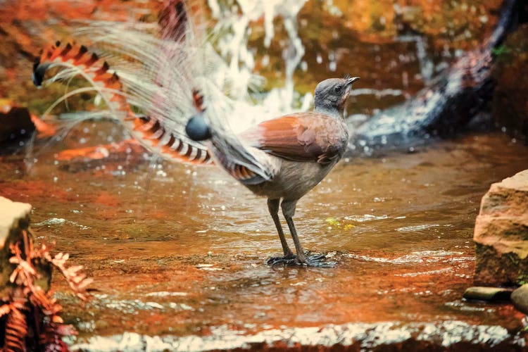 Lyrebird by David Whelan wall art