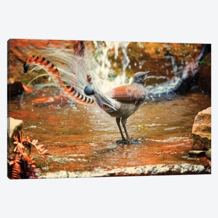 Lyrebird Canvas Print #DWH44} by David Whelan Canvas Wall Art
