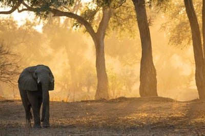 Mana Pools Elephant by David Whelan framed canvas print