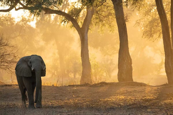 Mana Pools Elephant