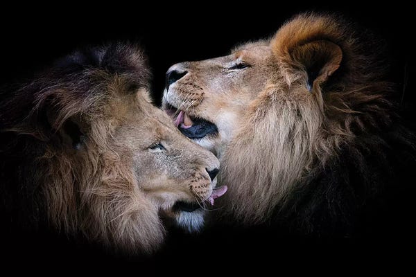 Lions: Bath Time by David Whelan