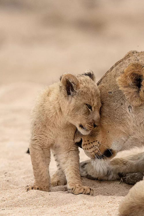 Mum & Cub