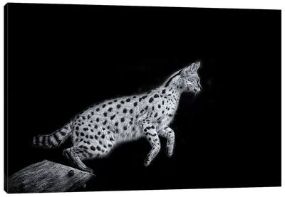 Nanki In Black And White Canvas Art Print - Minimalist Wildlife Photography