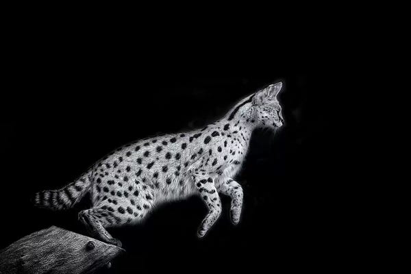 Minimalist Wildlife Photography: Nanki In Black And White by David Whelan