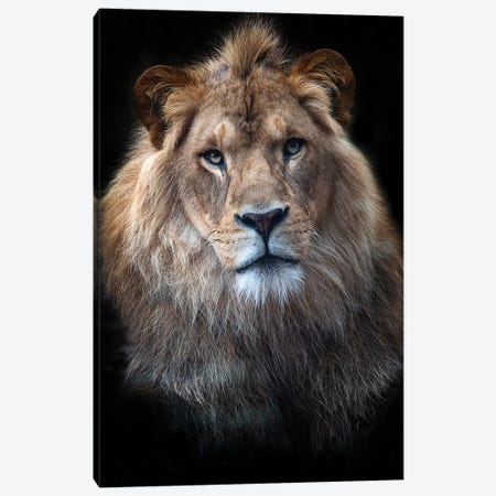 Ndidi - African Lion Canvas Print #DWH55} by David Whelan Art Print