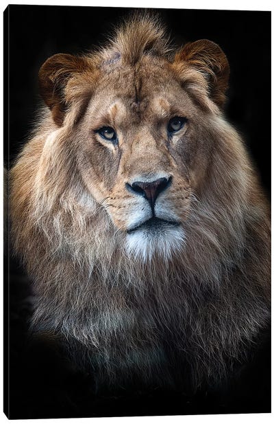 Ndidi - African Lion Canvas Art Print - David Whelan