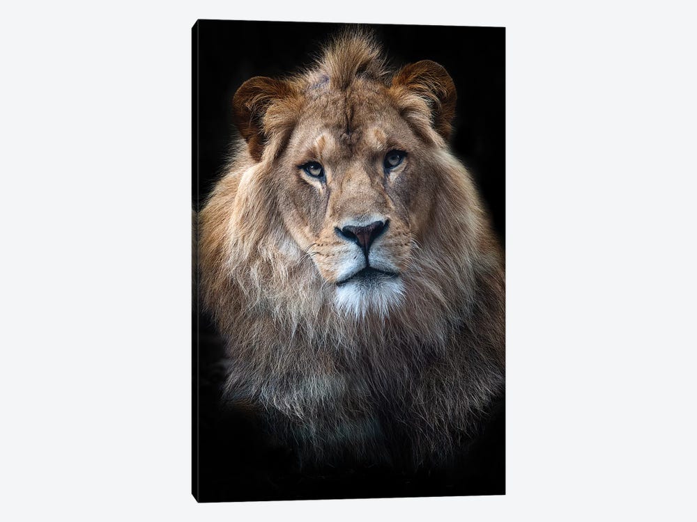 Ndidi - African Lion by David Whelan 1-piece Canvas Artwork
