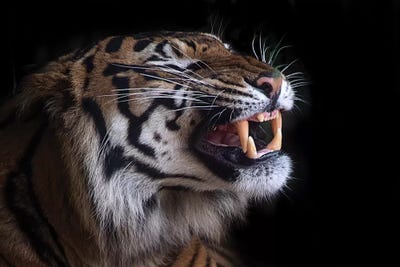 Nice Teeth by David Whelan framed canvas print