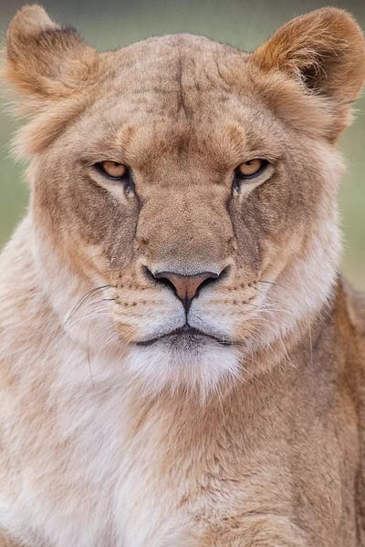 Nilo by David Whelan framed canvas print