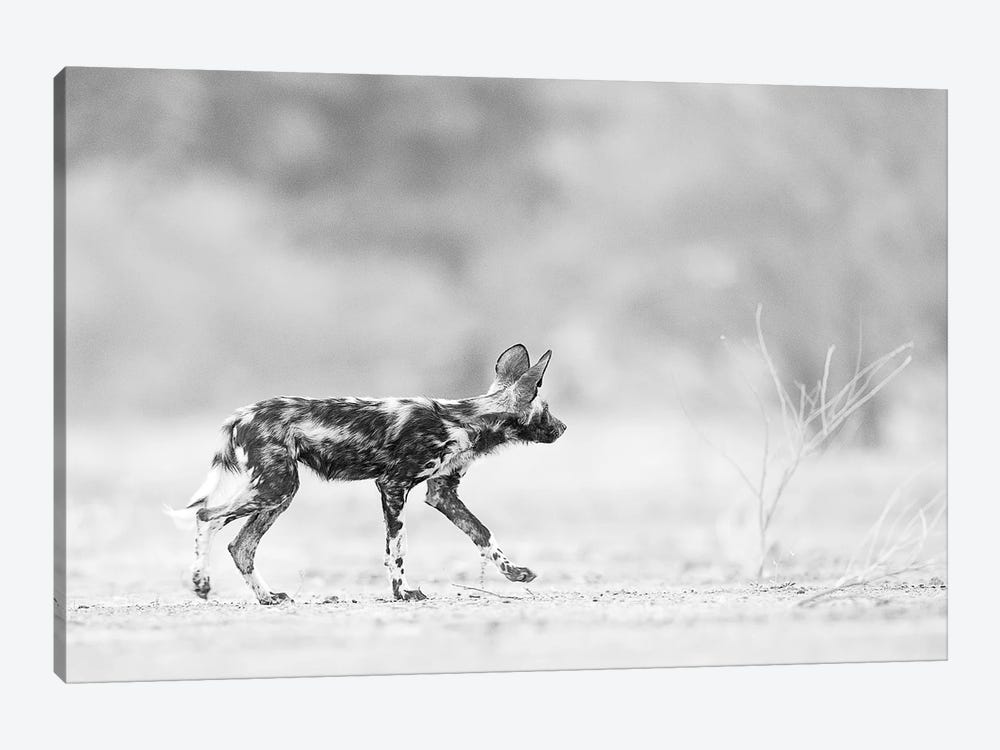 Painted Dog Pup by David Whelan 1-piece Canvas Print