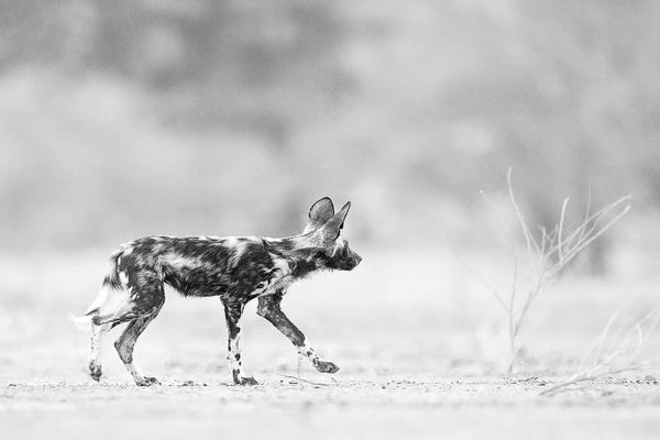 Minimalist Wildlife Photography: Painted Dog Pup by David Whelan