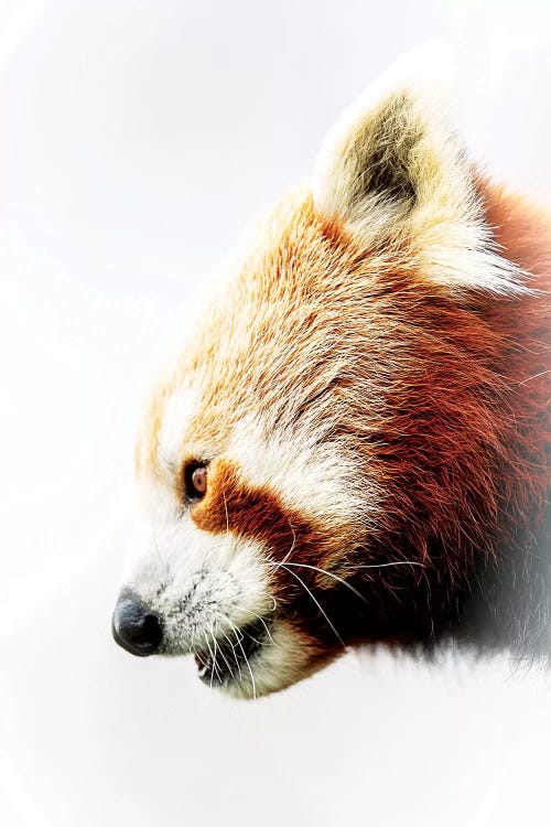 Red Panda