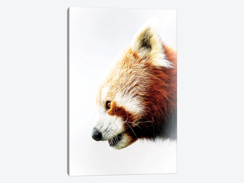 Red Panda by David Whelan 1-piece Canvas Artwork