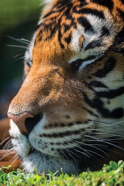 Sleeping & Napping: Bengal Tiger Sleeping by David Whelan