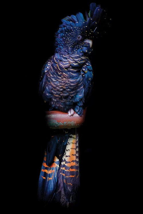 Red-Tailed Black Cockatoo by David Whelan wall art