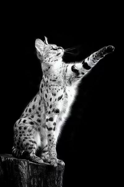 Serval by David Whelan metal wall art