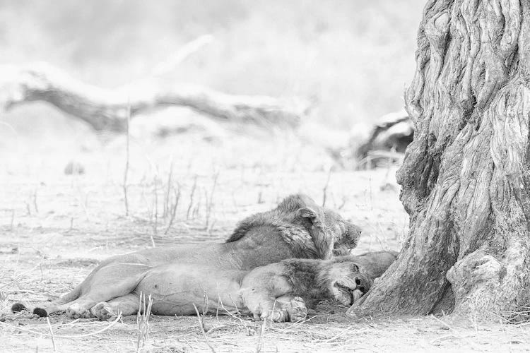 Sleeping Lions