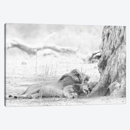 Sleeping Lions Canvas Print #DWH64} by David Whelan Canvas Artwork