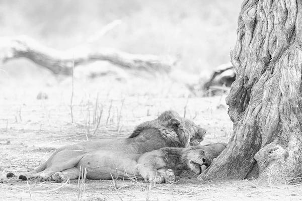 Sleeping & Napping: Sleeping Lions by David Whelan