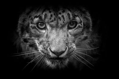 Snow Leopard In Black And White by David Whelan art print