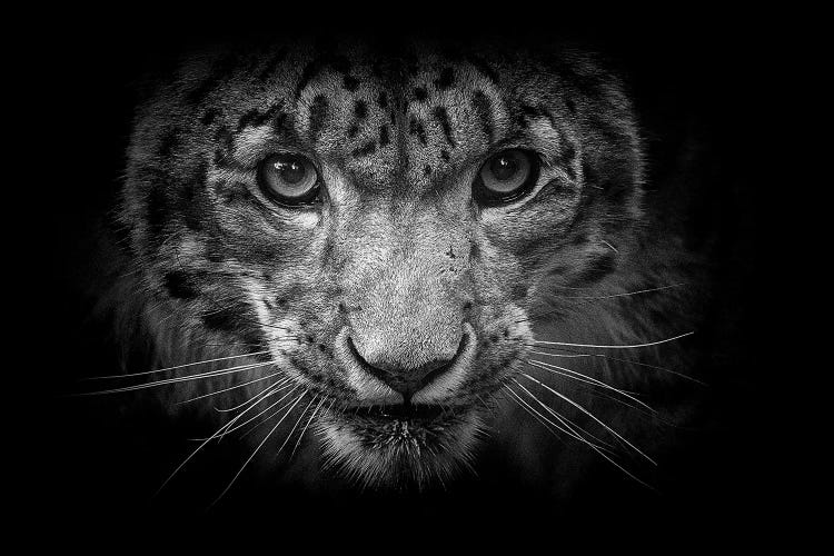 Snow Leopard In Black And White