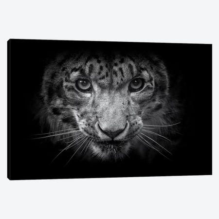 Snow Leopard In Black And White Canvas Print #DWH67} by David Whelan Canvas Art