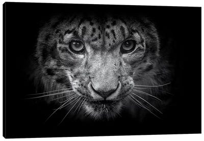 Snow Leopard In Black And White Canvas Art Print - David Whelan